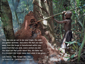 Rainforest Pygmies Cameroon