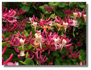 Honeysuckle Tattoo picture