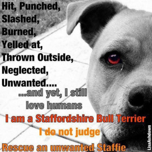 Rescue an unwanted Staffie. REMEMBER THIS HAPPENS TO CHILDREN & WOMEN ...