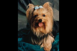 Yorkshire terrier - Yorkshire Terrier Picture Slideshow