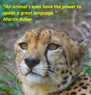 Animal quotes 50