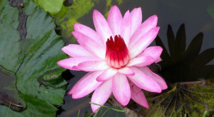 ... are here: Home / Buddhist Symbols / The Meaning of the Lotus Flower in