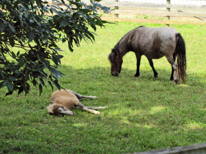 taken my daughter, Sandy, many years ago to see the miniature ...