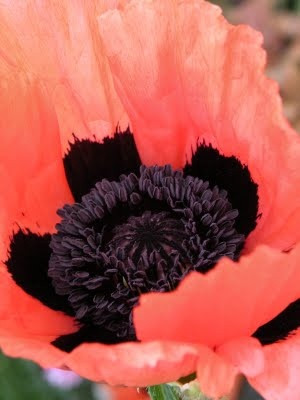 ... Poppies Obsession, Beautiful Wondrous, Beautiful Flowers, Fire Gardens