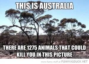 this is australia 1275 animals that could kill you funny pics pictures ...