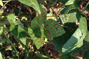 soybean_septoria_brown_spot_mississippi_state_university.gif