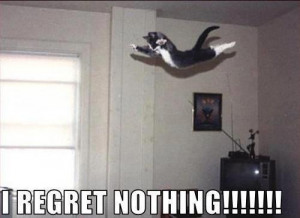 ... Funny Animals , Funny Pictures // Tags: Funny cat - I regret nothing