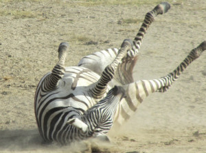Zebra Run Lion Eat. Related Images