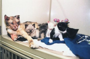 ... CAT WALKS THROUGH FLAMES FIVE TIMES TO RESCUE HER KITTENS FROM FIRE