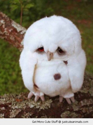 baby owl owlet sad fluffy white feathers cute animals wild wildlife ...