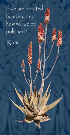 Aloe Vera with Rumi Quote