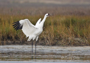 Whooping Crane Larry Ditto