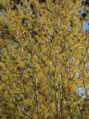 Witch Hazel in Bloom by Nick Grimshawe