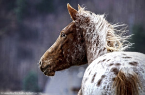 Native Appaloosa Horse Pictures