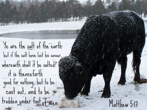 ... bull riding quotes http sultelha com br imagens bull riding quotes