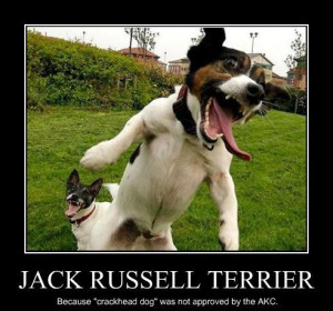 Jack Russell Terrier, because 