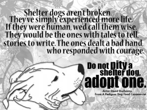 Shelter dogs quote.