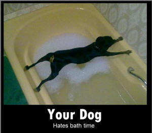Diesel the Dog: Bath Time Sucks