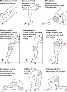 ... Exercises | stretching exercises gym-/home-based daily exercise