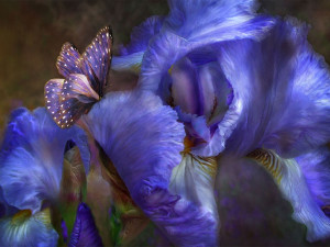 Download Wallpaper beautiful iris and butterfly - 1024x768