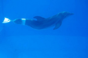 winter the dolphin was discovered one december she d lost her tail in ...