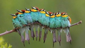 Caterpillar of Feathers by Christopher Jobson on March 30, 2012