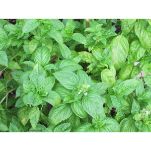 Basil (Sweet) Essential Oil (.5 oz)