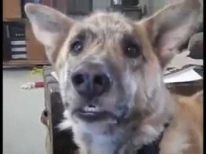 Love this Talking Dog Video!