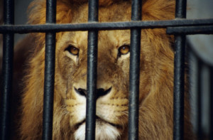 ... Viviers Blog Iyanla Vanzant Iyanla Vanzant Quotes Lion in a cage