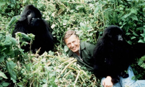 David Attenborough voices mountain gorilla documentary