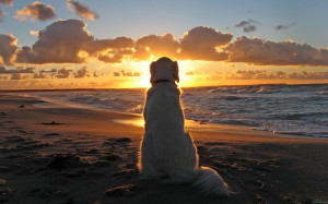 Dog on Beach – Image: Source