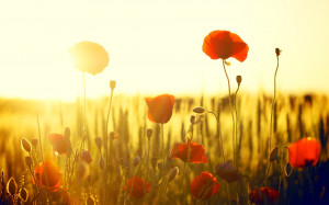 ... flowers, flowers, flower, flowers, poppy, poppies, red, field, sun