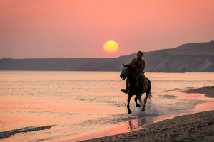 Horses On Beach at Sunset