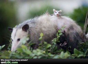 Cute Baby Possums