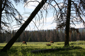 rocky mountain quotes source http rockymountainoutfit com quotes