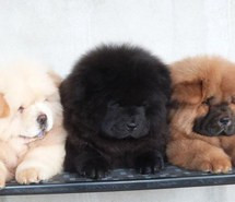 beautiful, black and white, chow chow, dogs, love, perfect, pet, puppy