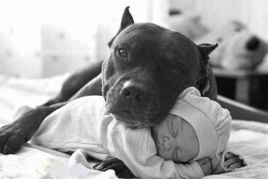 pit bull and kids can pit bulls be safe with kids