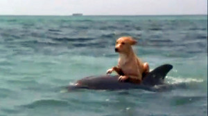 Dolphin and Dog: A true friendship