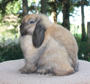 Solid Tort Jr. Buck. In less then a month, his head has caught up with ...