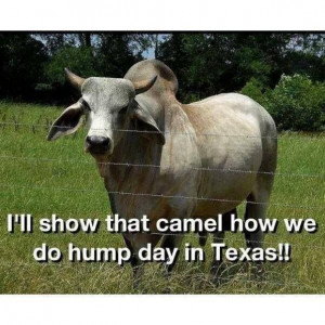hump day in Texas