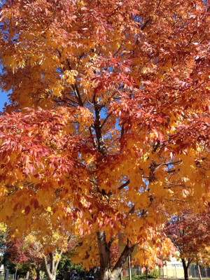 It is such a beautiful time of year, with the brilliant colors and ...