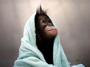 Orphaned Baby Orangutan Finds Refuge After Rescue
