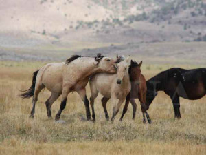 quotes about mustang horses