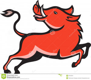 ... of wild hog pig razorback prancing on isolated background