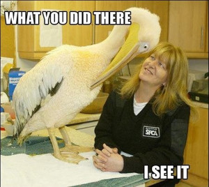 30 Animal pictures with captions, animal captions, animal memes