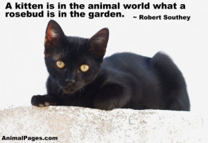 As anyone who has ever been around a cat for any length of time well ...