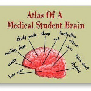 medical student brain