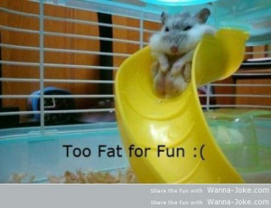 animals animals cute animals fat ass funny pictures hamsters leave a ...