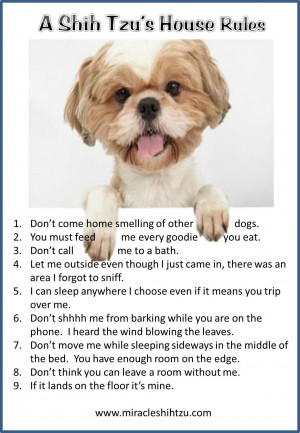 Shih Tzu Dogs Funny Quotes