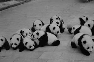 cute adorable Panda i love panda